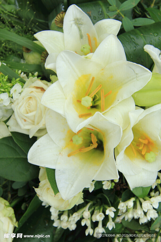 美丽白色百合花绽放