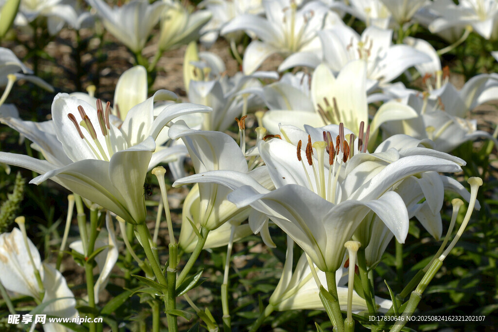 白色百合花绽放