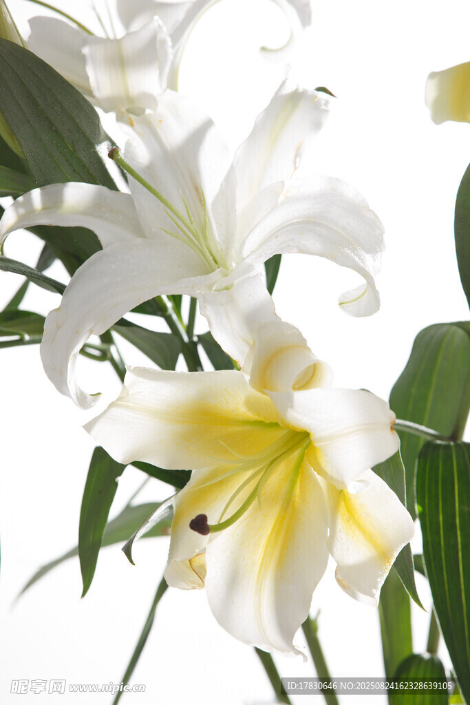 优雅白色百合花绽放
