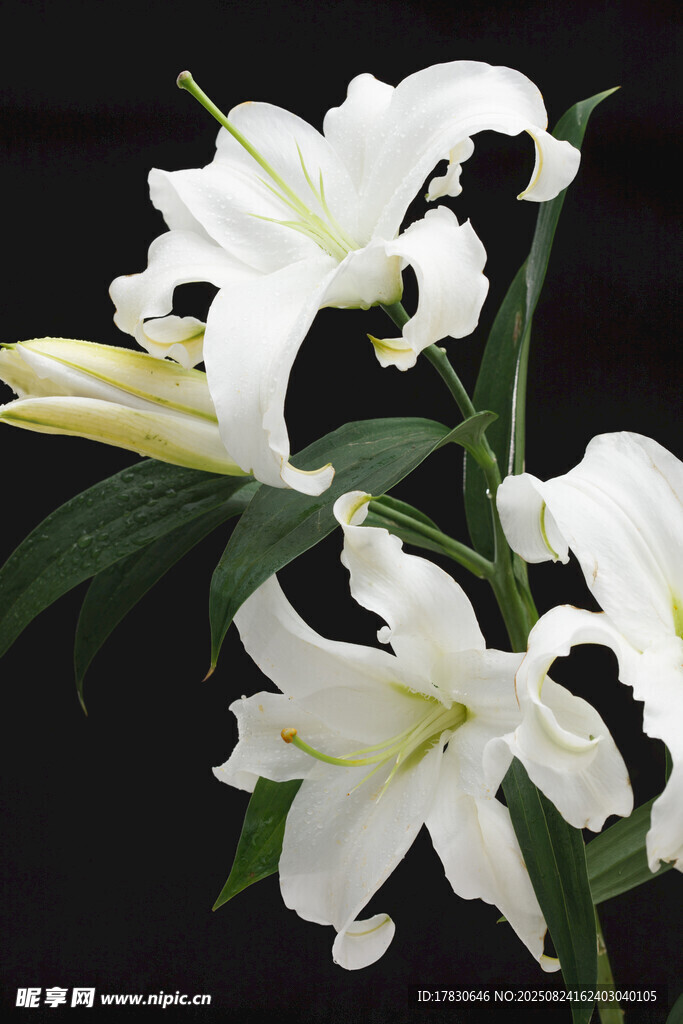 优雅绽放的白色百合花