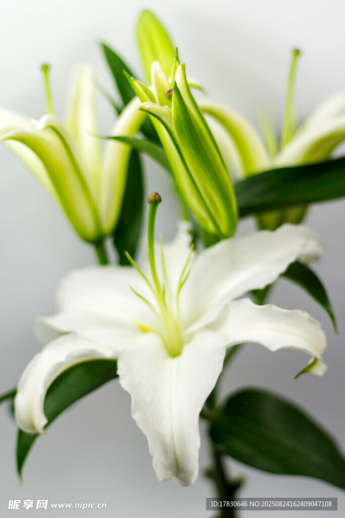 清新白色百合花绽放
