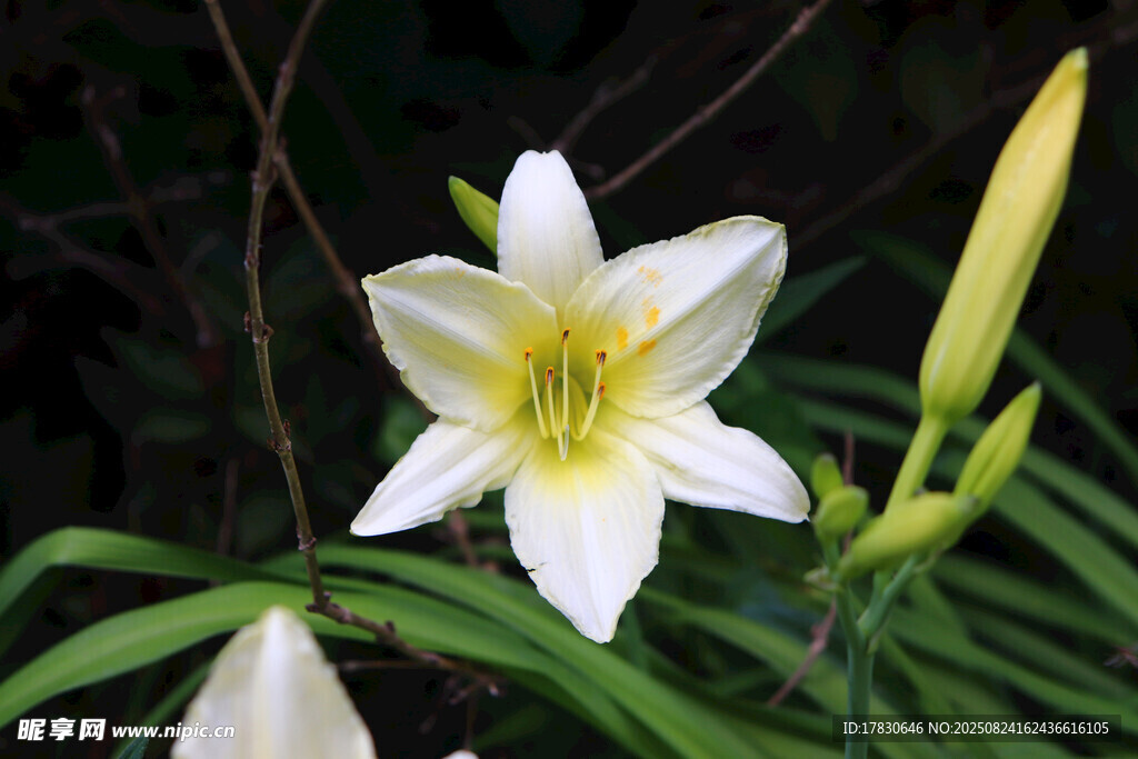 白色百合花特写