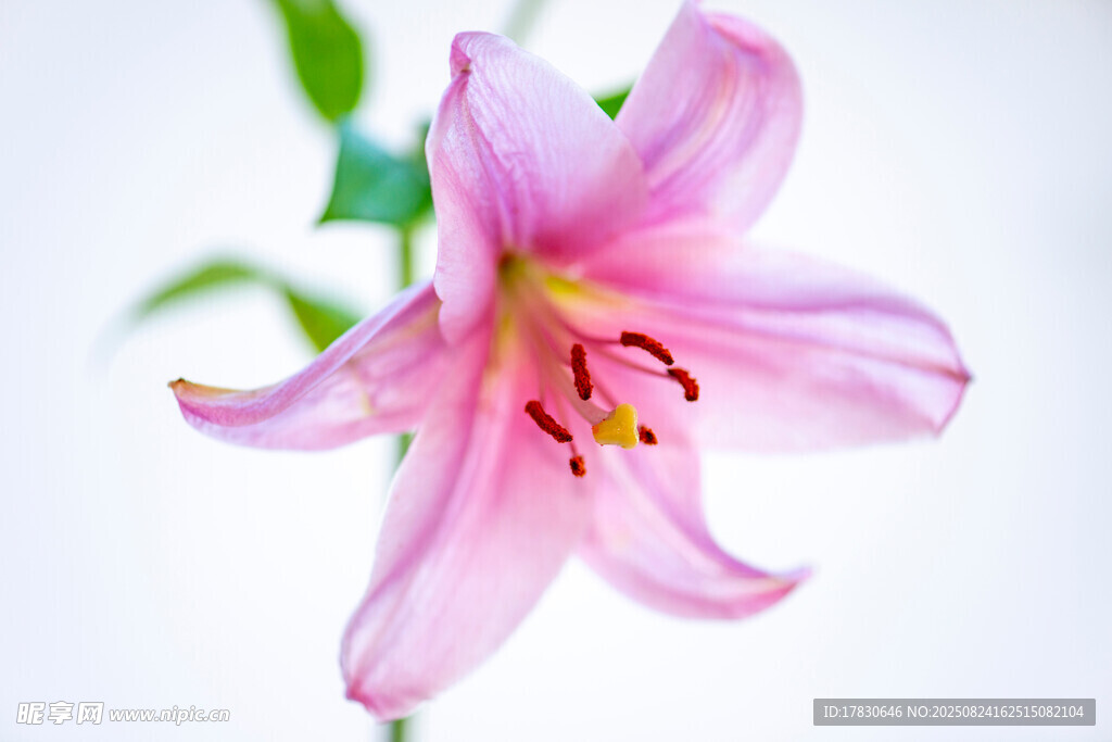 粉色百合花特写
