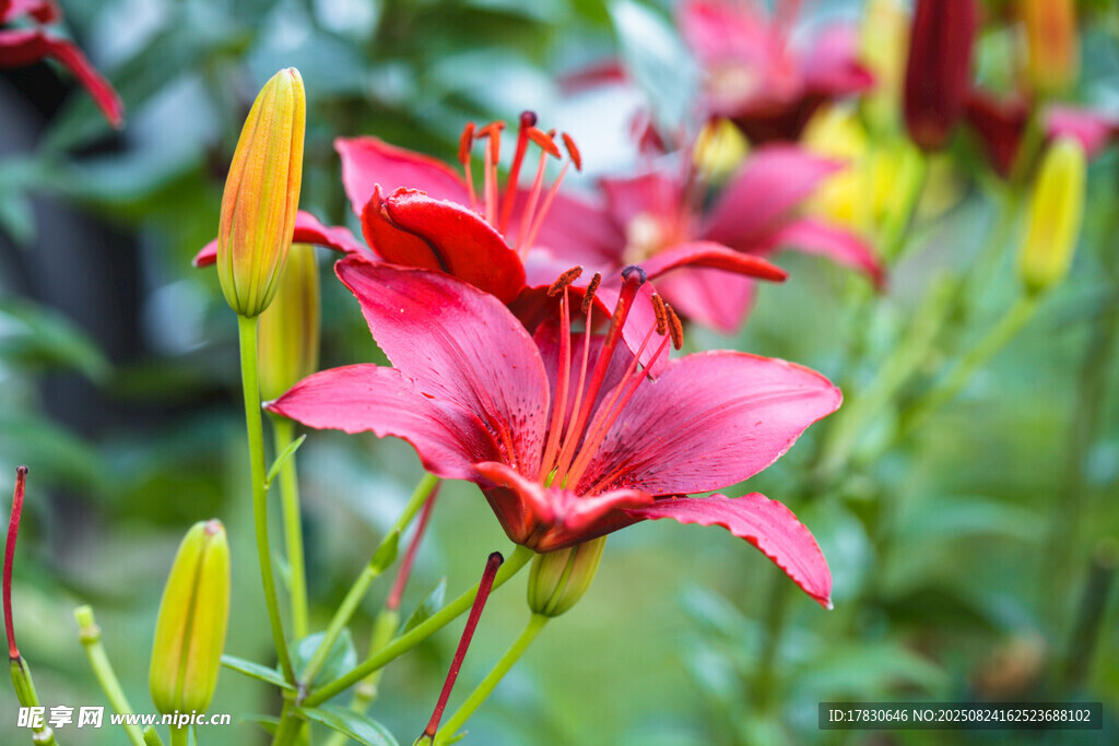 娇艳绽放的红色百合花