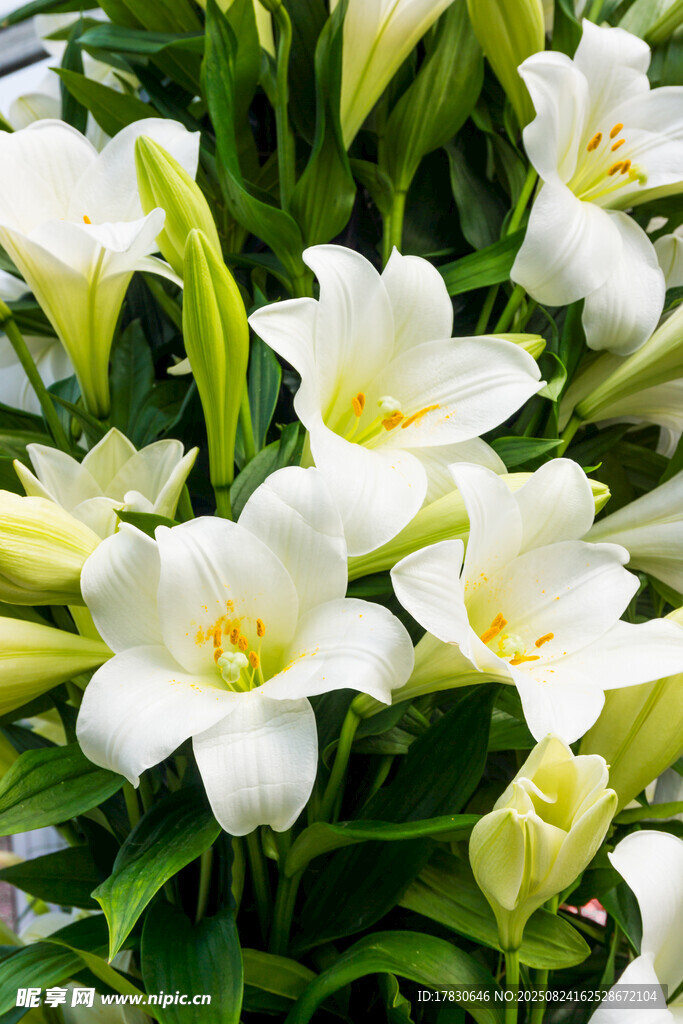 清新白色百合花绽放