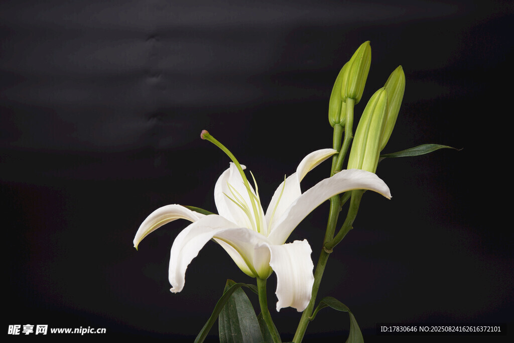 优雅绽放的白色百合花