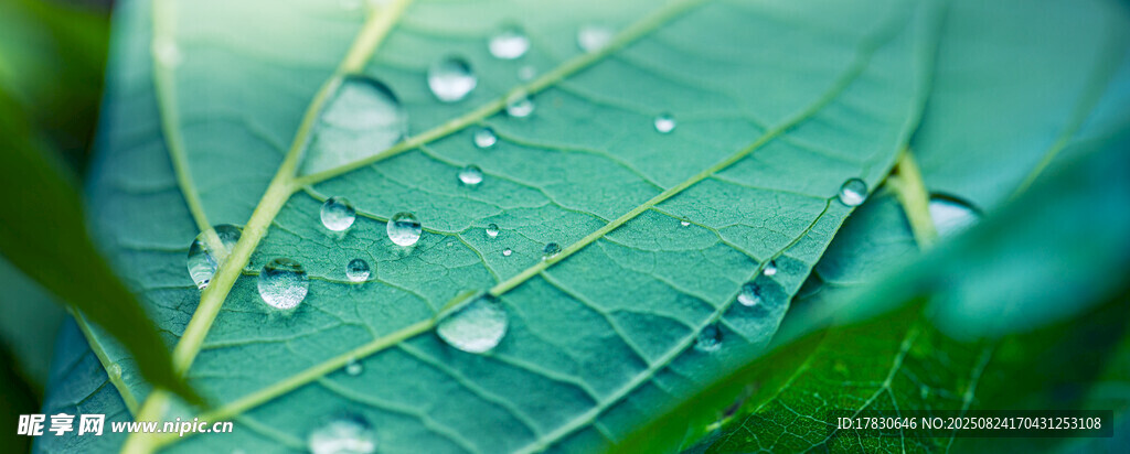 绿叶上晶莹的水珠