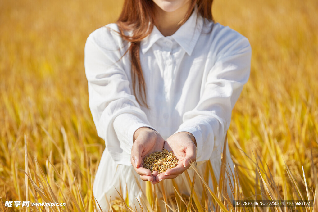 麦田中捧麦粒的白衣女子