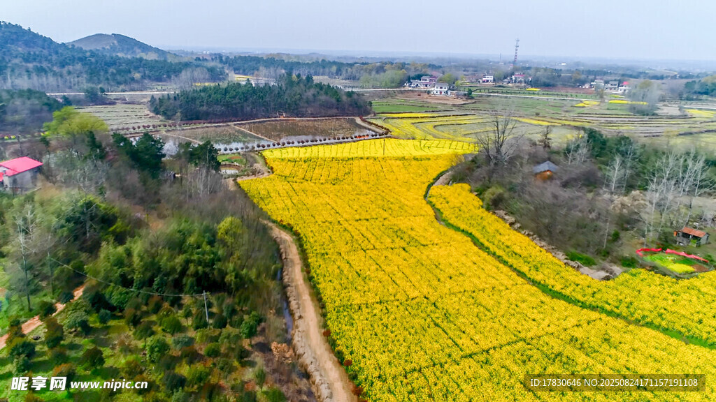金黄油菜田的田园风光