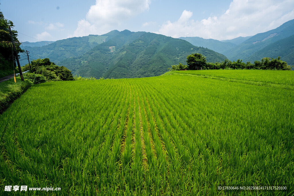 翠绿稻田与远山美景
