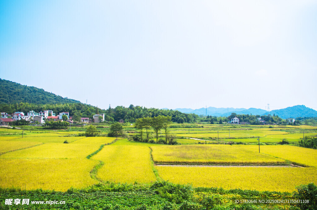 稻田