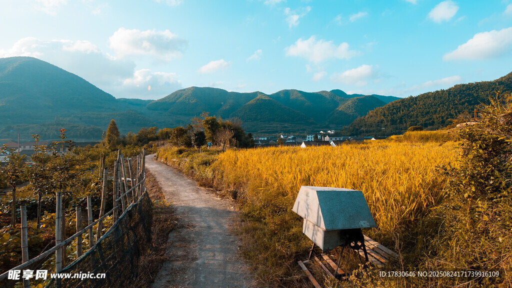 山间小径旁的金黄田野