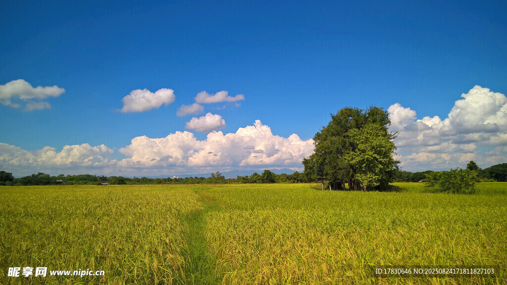 广阔田野与蓝天绿树美景