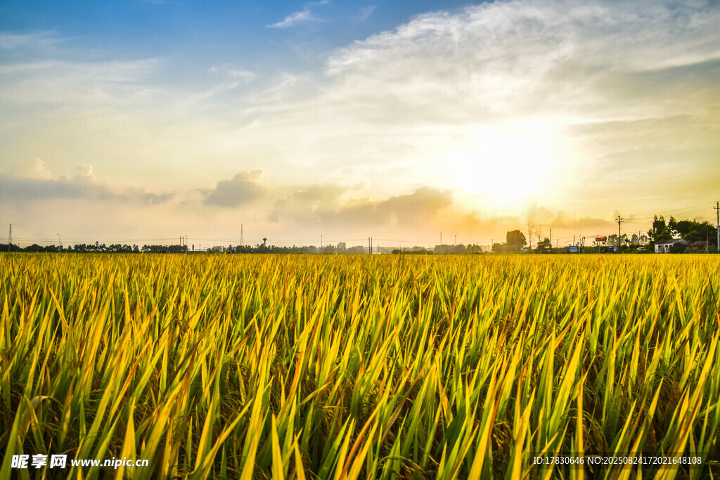 金色稻田夕阳美景