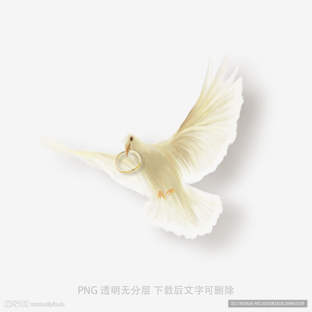 展翅飞翔的白鸽