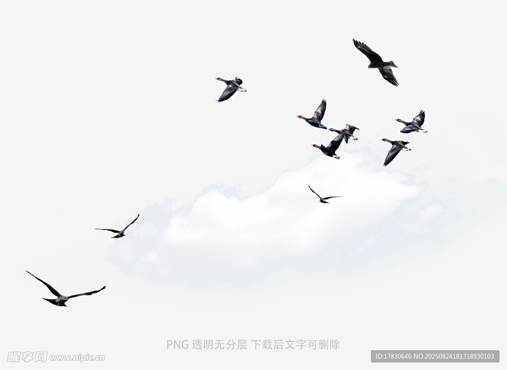 群鸟翱翔于天际