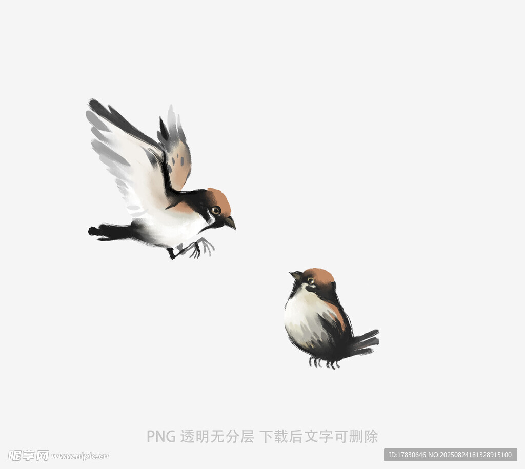 双鸟互动瞬间