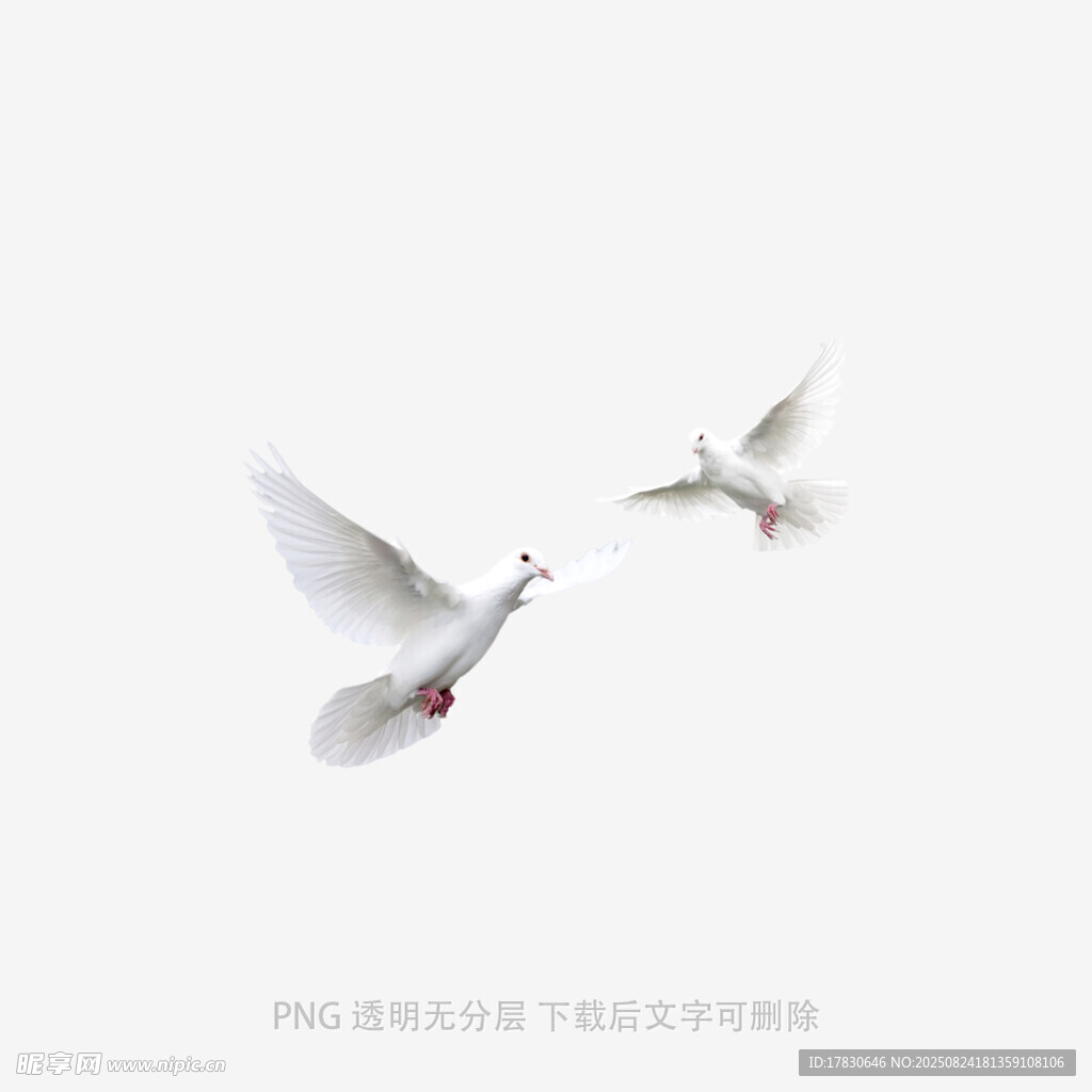 双鸽展翅翱翔