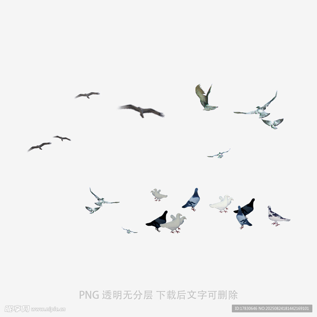 群鸟翱翔天际