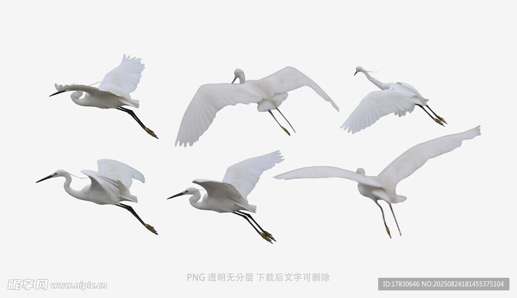 群飞白鹭