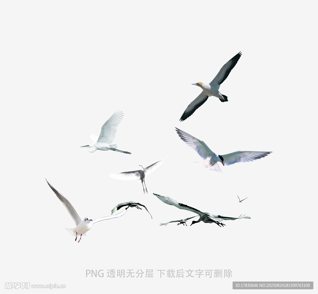 群鸟翱翔天际