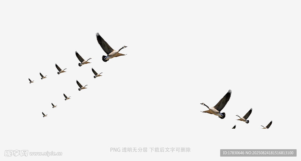 群鸟翱翔天际