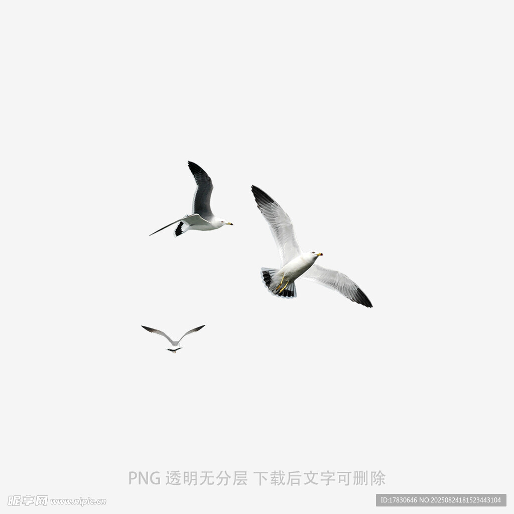 天空中飞翔的几只海鸥
