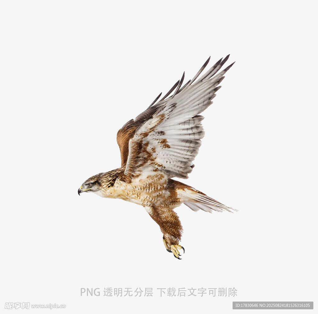 翱翔的雄鹰