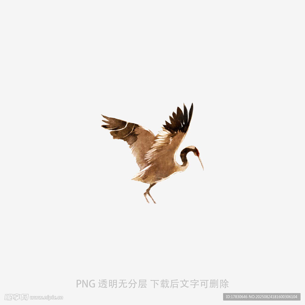 展翅飞翔的鸟