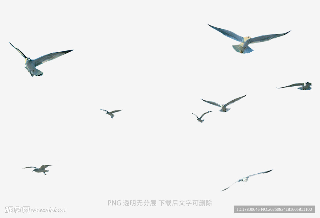 天空中飞翔的一群海鸥