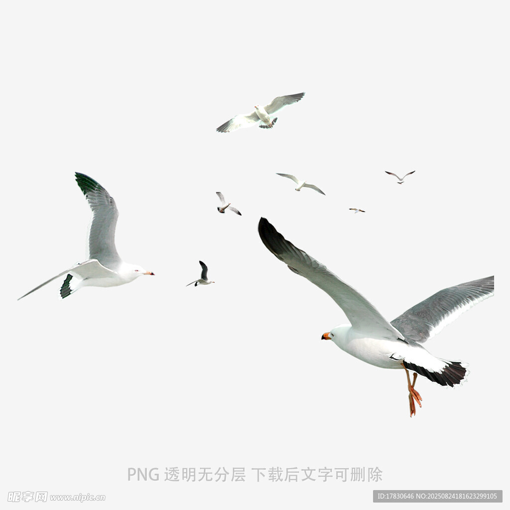 飞翔的海鸥