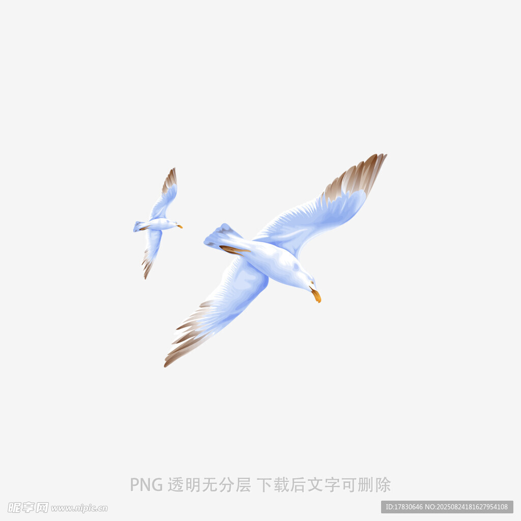 双飞海鸥
