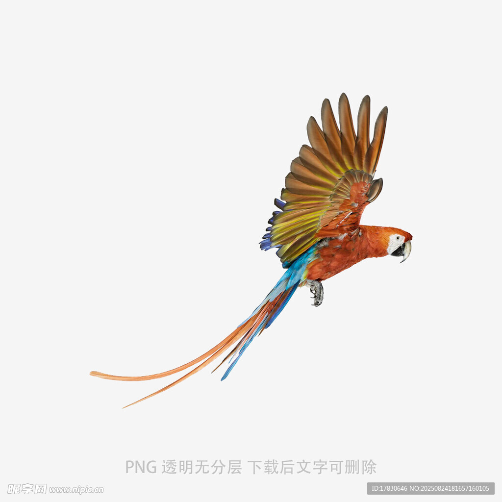飞翔的多彩鹦鹉