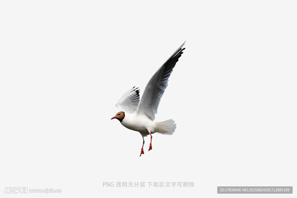 翱翔的海鸥