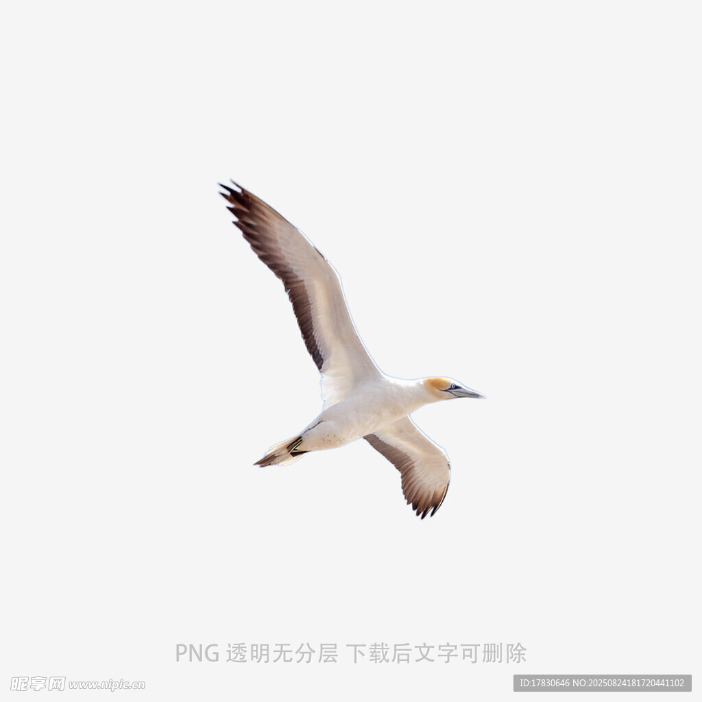 翱翔天际的海鸟