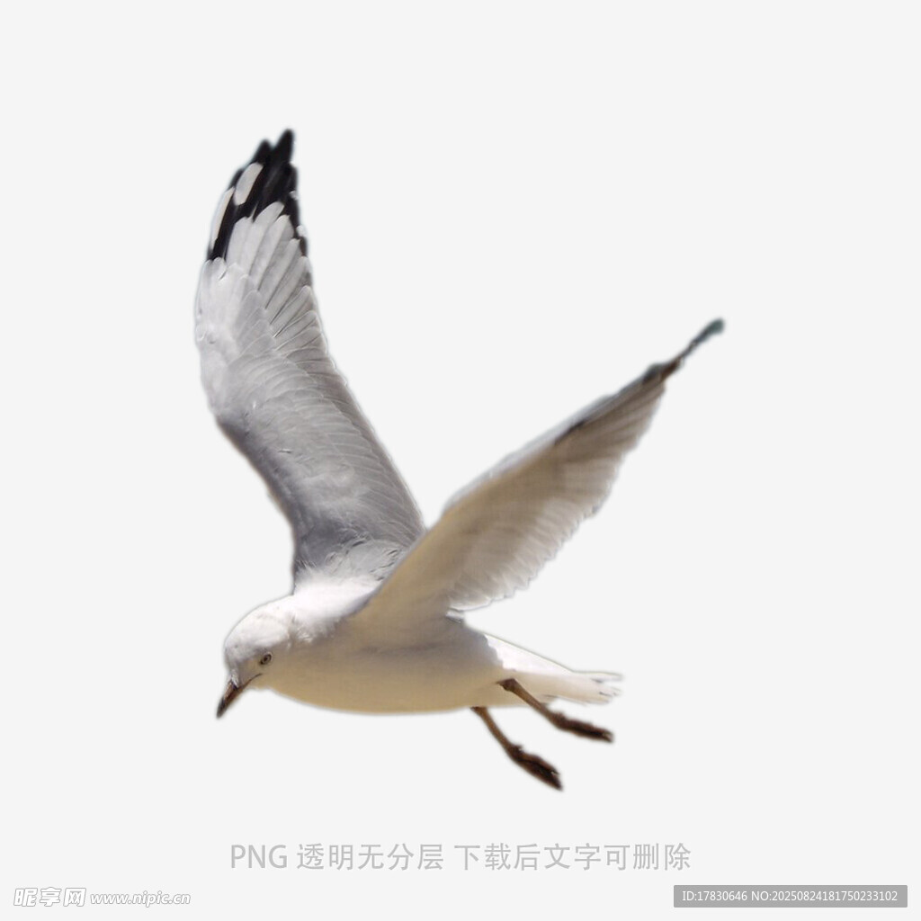 翱翔的海鸥