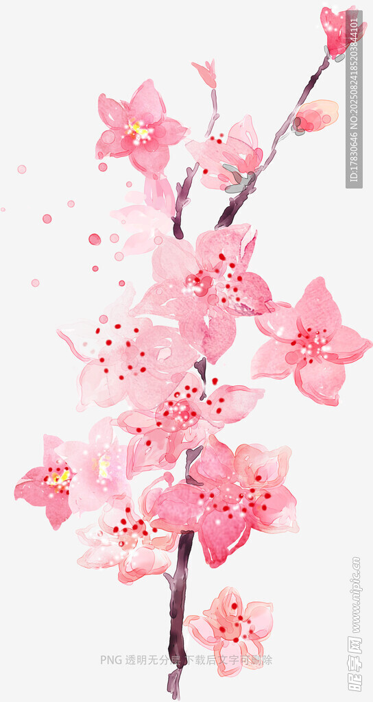 粉色烂漫樱花枝条插画