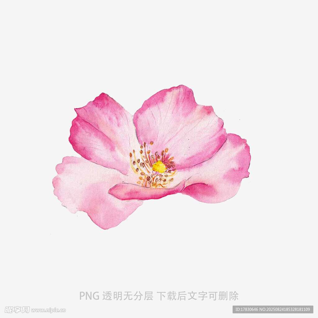 粉色水彩绘单朵娇艳花朵
