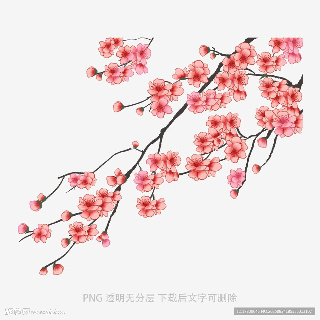 枝头绽放的娇艳红梅
