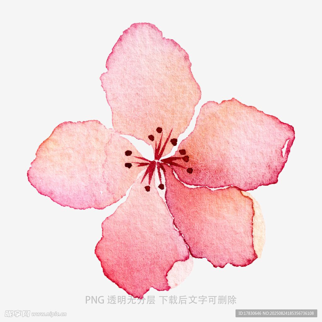 水彩绘粉色单朵樱花