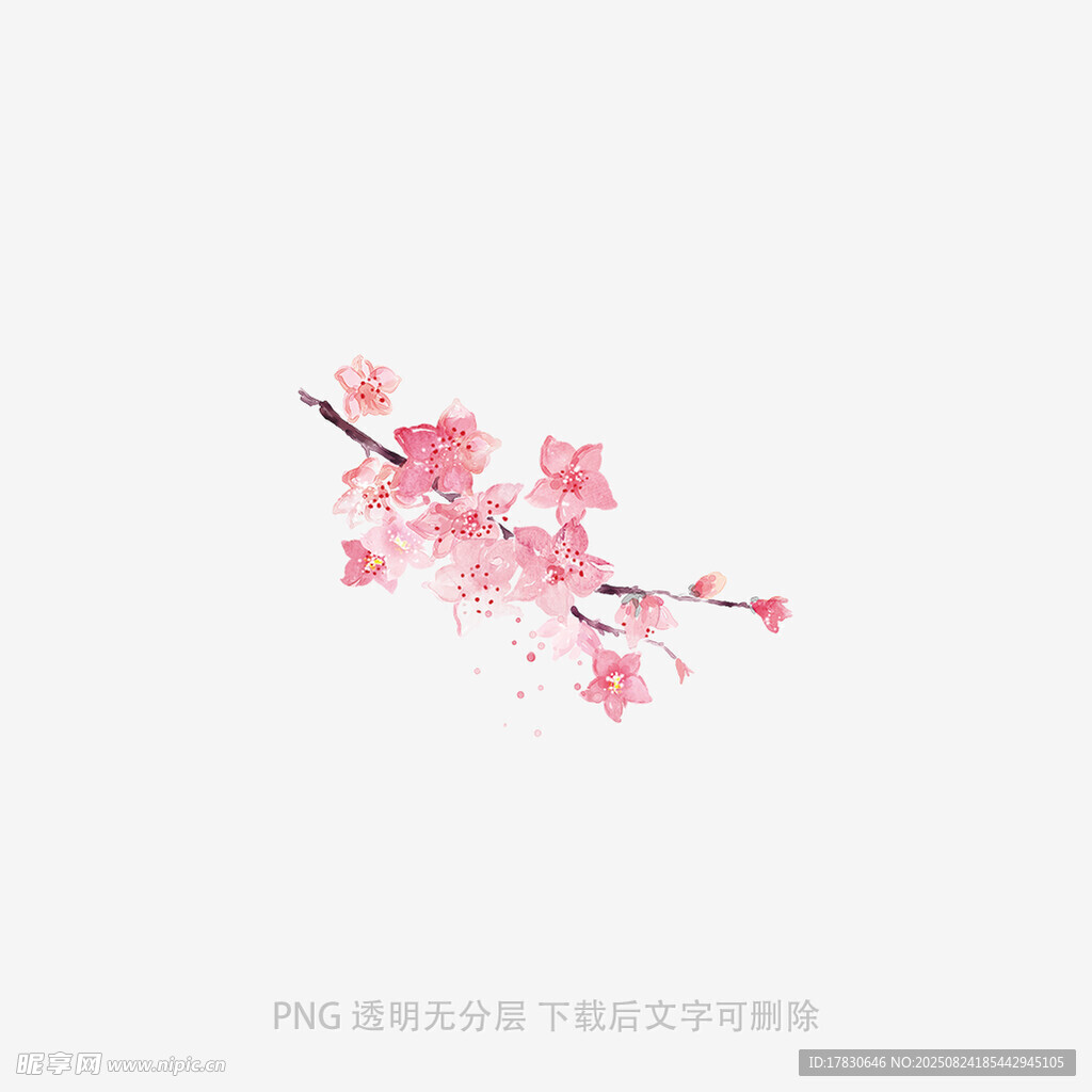 一枝绽放的粉色樱花