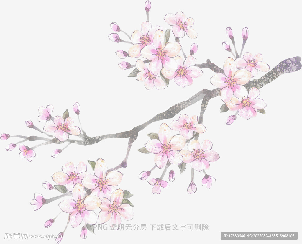枝头绽放的粉嫩樱花