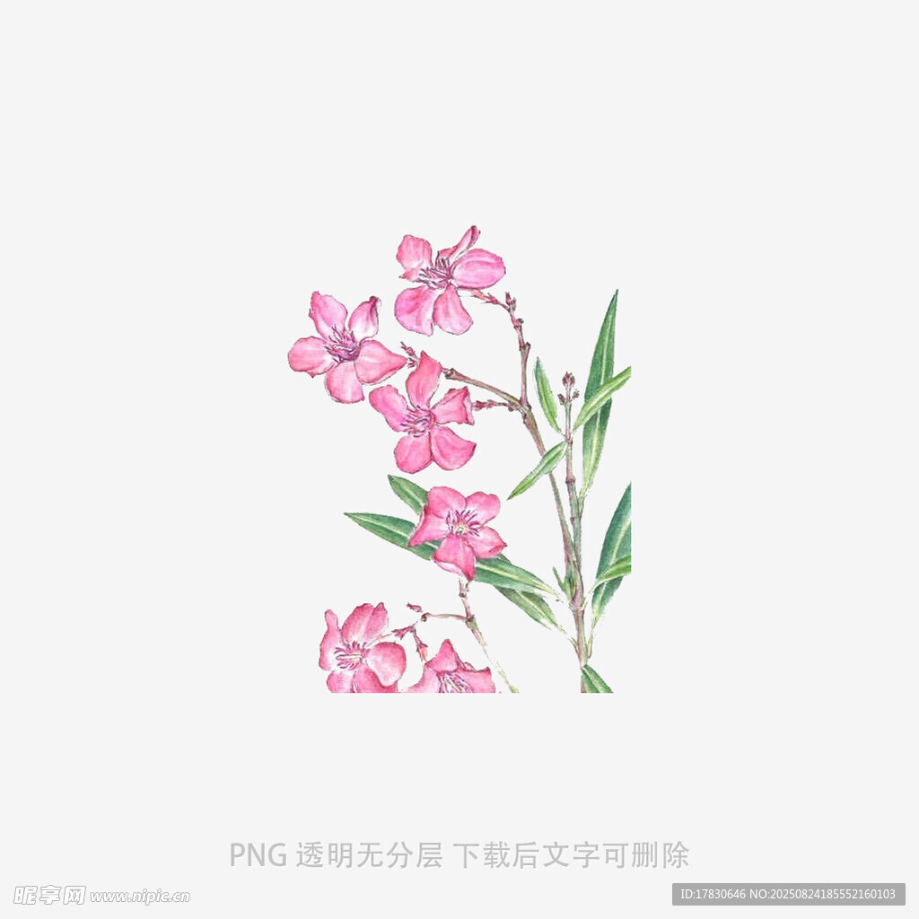 手绘粉色小花插画