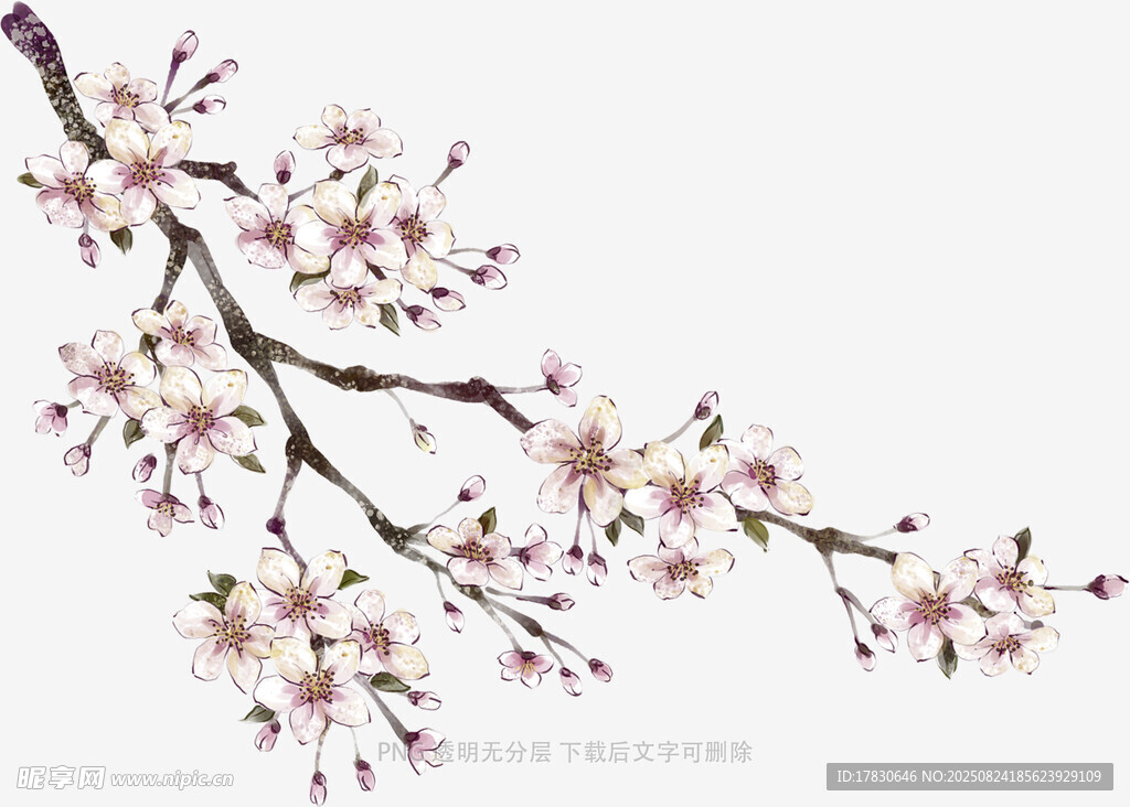 枝头绽放的粉嫩樱花