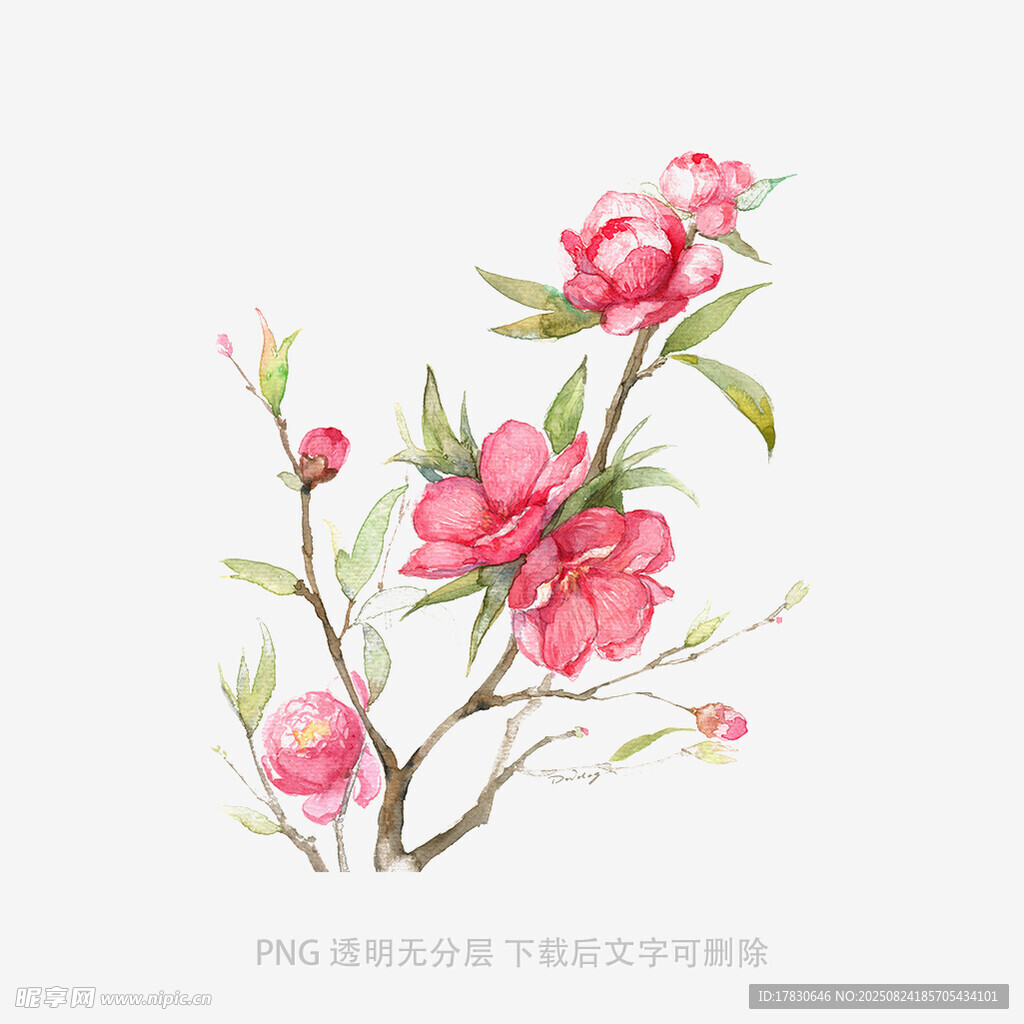 手绘粉色桃花枝插画