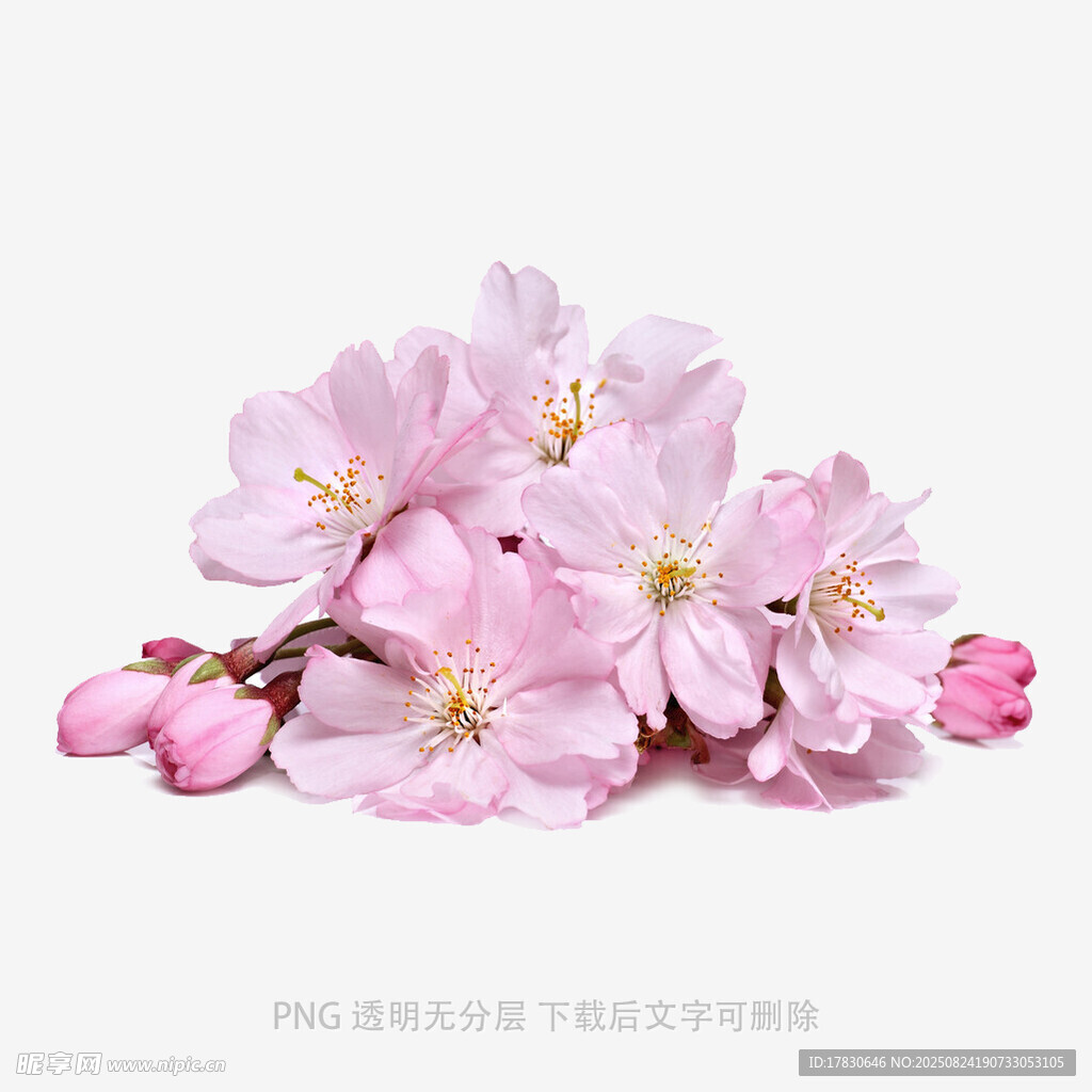 粉嫩樱花绽放枝头