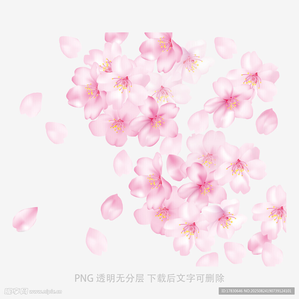 飘落的粉色樱花花瓣