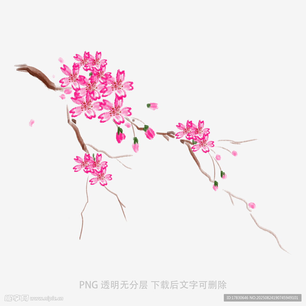 粉色樱花枝