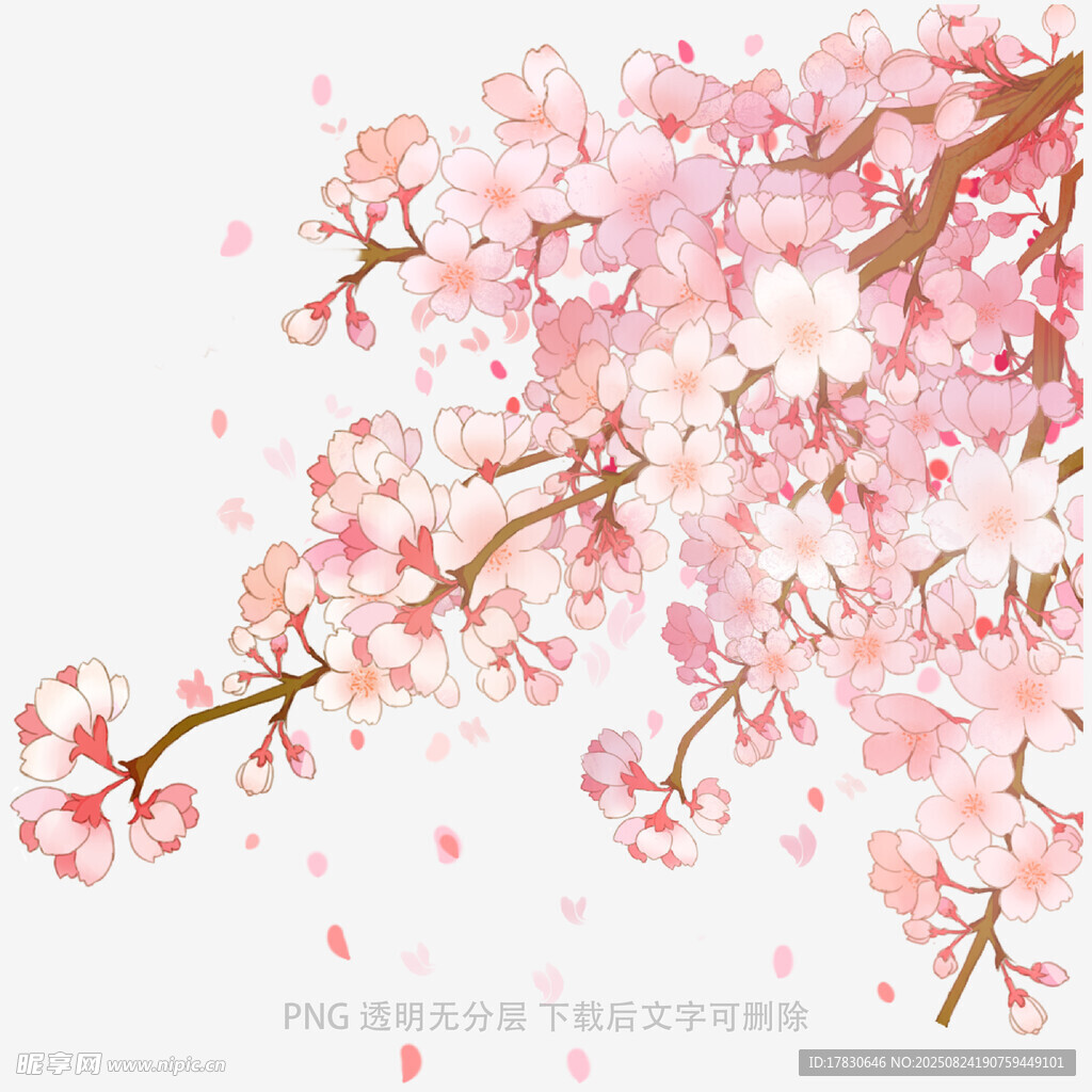浪漫粉色樱花绽放枝头