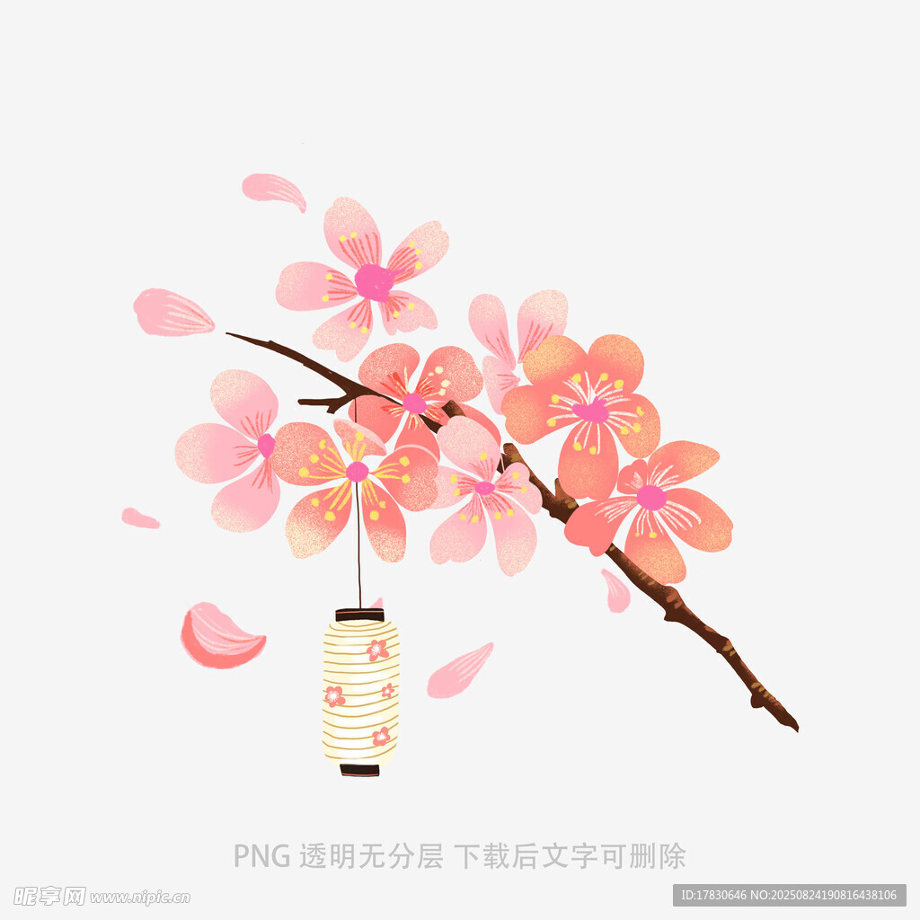 粉色樱花枝与古风灯笼